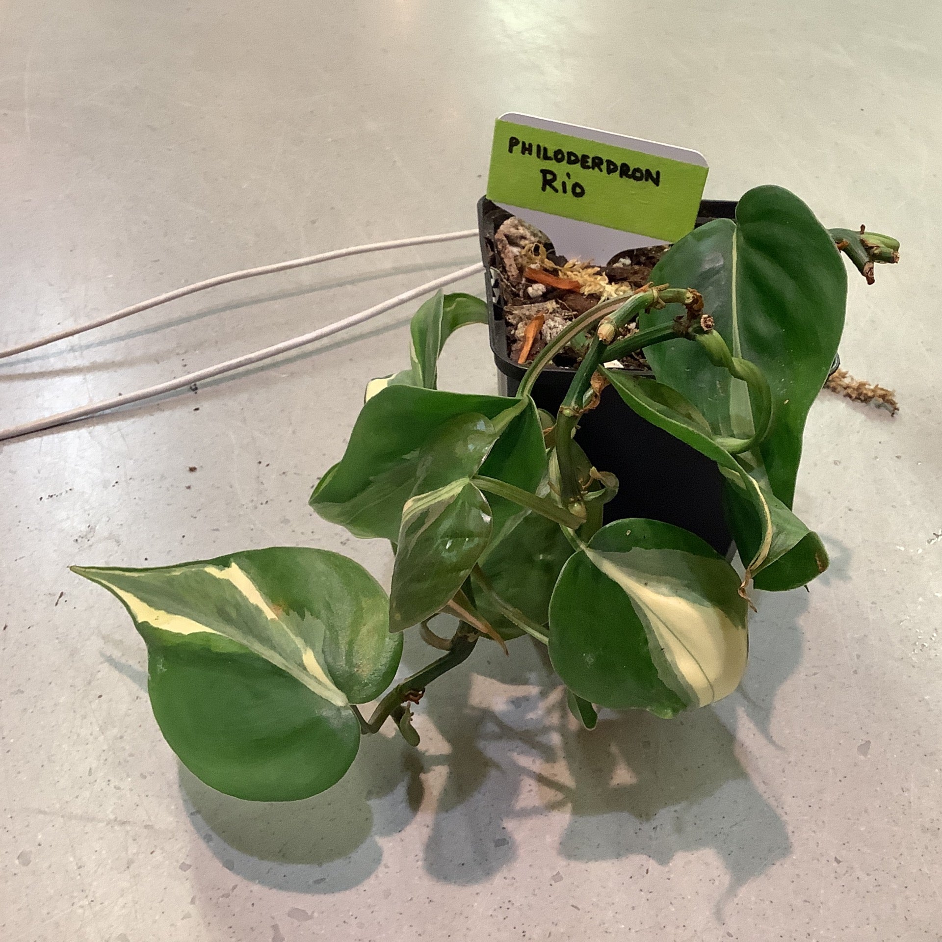 Philodendron Rio Rotten Philodendron Rio - 4” | The Pottery Jungle